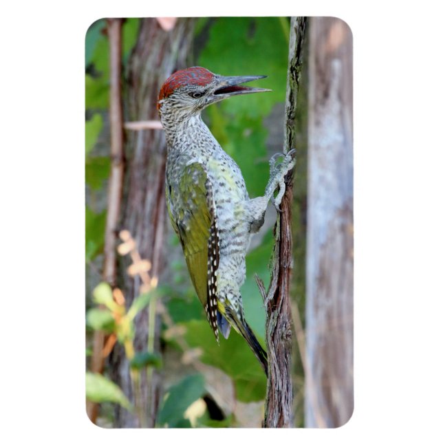 Magnet Flexible Picus viridis (Vertical)