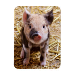 Magnet Flexible Piglet