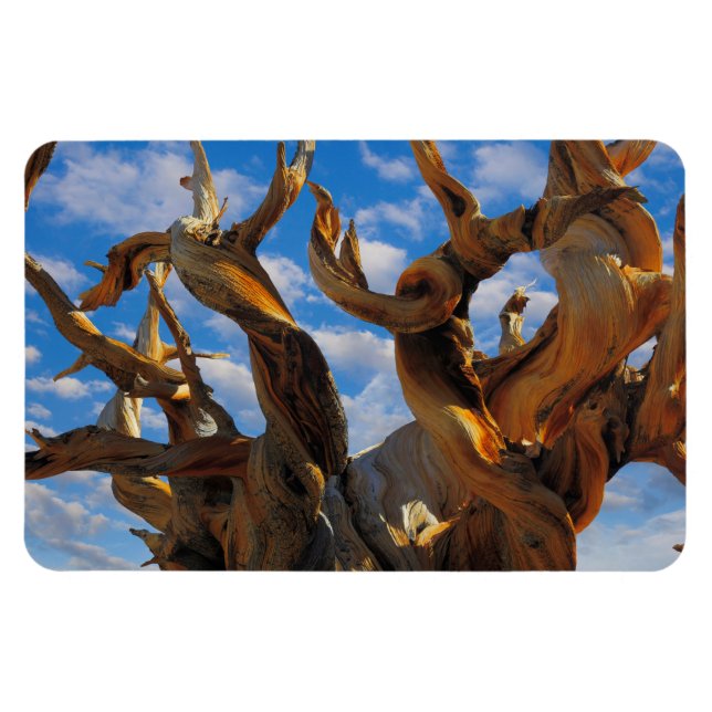 Magnet Flexible Pin Bristlecone (Horizontal)