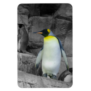 Magnet Flexible Pingouin d'empereur