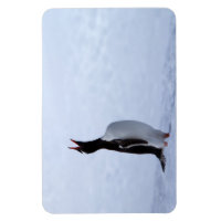 Pingouin Gentoo