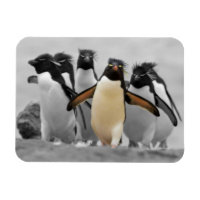 Pingouins de Rockhopper
