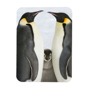 Magnet Flexible Pingouins d'empereur avec le poussin - aimant