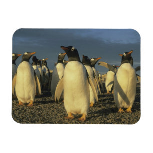 Magnet Flexible Pingouins Gentoo, (Pygoscelis papua), Falkland