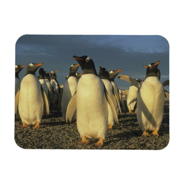 Magnet Flexible Pingouins Gentoo, (Pygoscelis papua), Falkland (Horizontal)