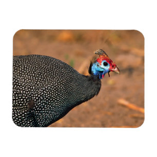 Magnet Flexible Pintade huppée (Numida meleagris). Afrique,