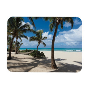 Magnet Flexible Plages tropicales   Anguilla Beach, Palm Tree