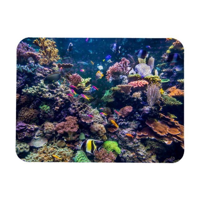 Magnet Flexible Plages tropicales | Corail sous-marin Reef (Horizontal)