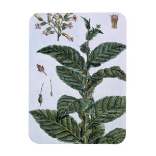 Magnet Flexible Plante de tabac, plat 7, de 'collection Precieuse
