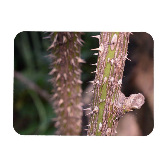Magnet Flexible Plante Stem Thorns Nature Park Photographie (Horizontal)