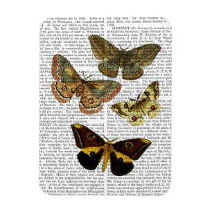 Magnet Flexible Plaque de papillon 4