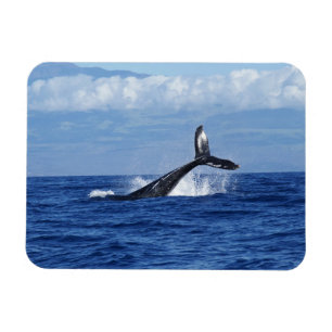 Magnet Flexible Plongée baleine en Océan, Fluke, Sortir de l'eau