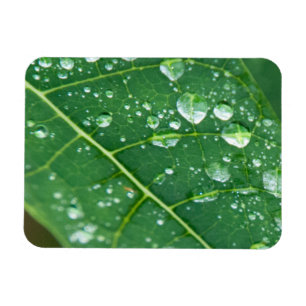 Magnet Flexible Pluies sur la feuille de Papaya tropicale