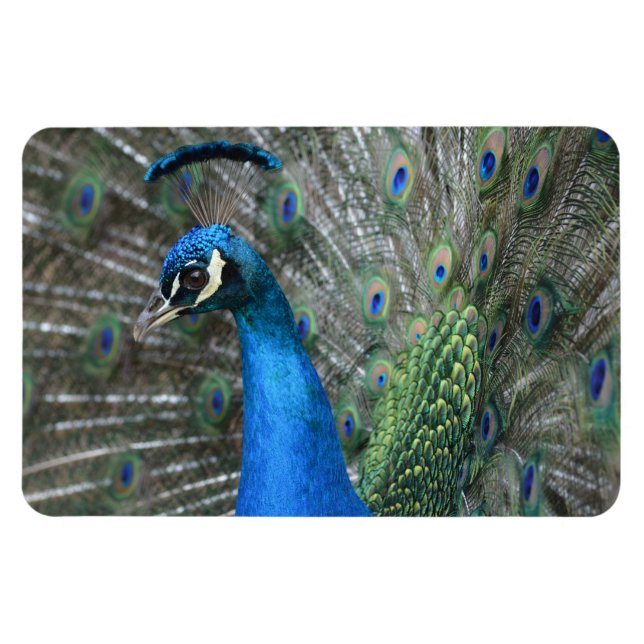 Magnet Flexible Plumes Kauai Peacock (Horizontal)