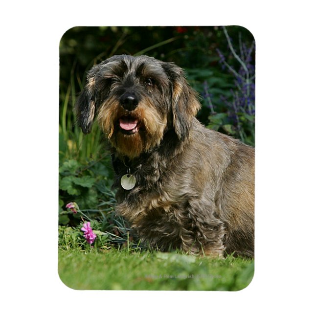 Magnet Flexible Poil à fil standard Dachshund assis (Vertical)