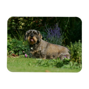 Magnet Flexible Poil à fil standard Dachshund assis