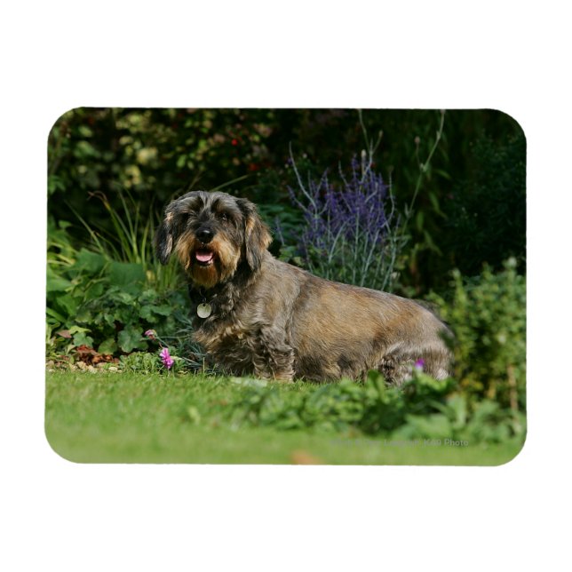 Magnet Flexible Poil à fil standard Dachshund assis (Horizontal)