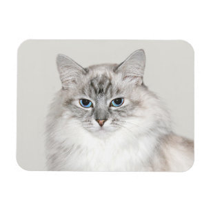 Magnet Flexible Point bleu Chat himalayen