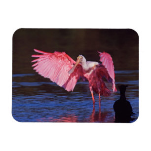 Magnet Flexible Pois de rose (Ajaia ajaja) avec Cormorant