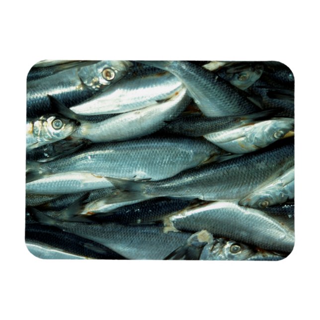 Magnet Flexible Poisson (Horizontal)