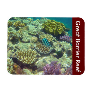Magnet Flexible poisson de fond