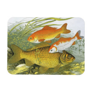 Magnet Flexible Poissons rouges Koi aquatiques vintage, Vie marine