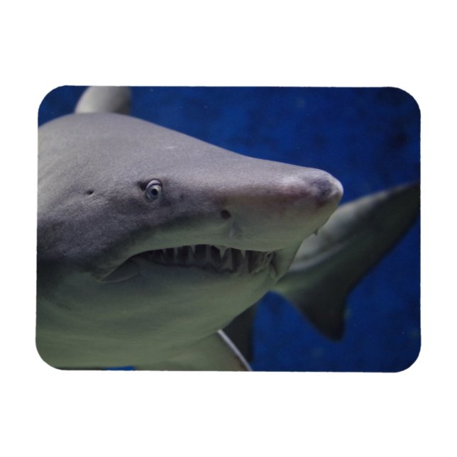 Magnet Flexible Poitrine De Requin, Nage De Requin, Visage Gros Pl (Horizontal)