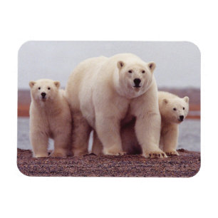 Magnet Flexible Polar Bear Family Cute Photo