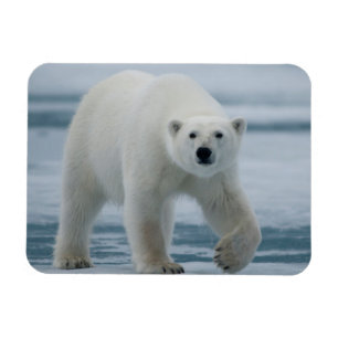 Magnet Flexible Polar Bear, Ursus Maritimus, Adult
