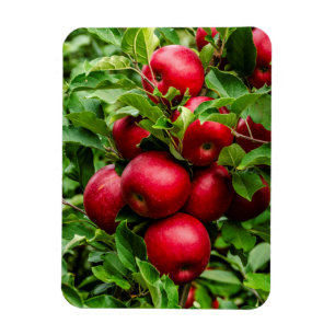 Magnet Flexible Pommes rouges lumineuses