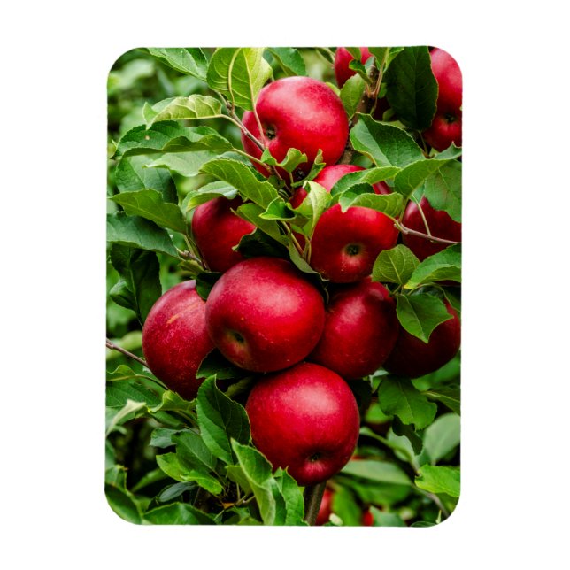 Magnet Flexible Pommes rouges lumineuses (Vertical)