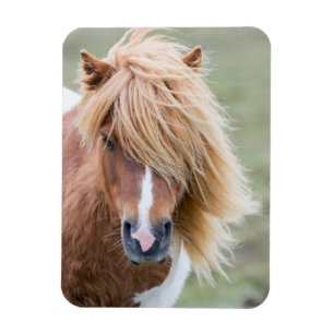 Magnet Flexible Pony Shetland sur l'île d'Unst
