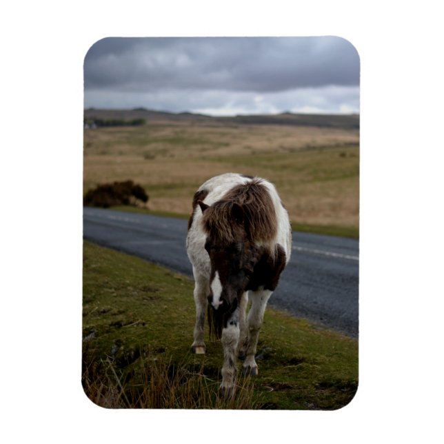 Magnet Flexible Pony sur la route dans le parc national Dartmoor (Vertical)