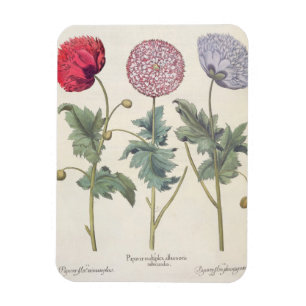 Magnet Flexible Poppies : 1. Papaver multiplex albumoris rubicundi