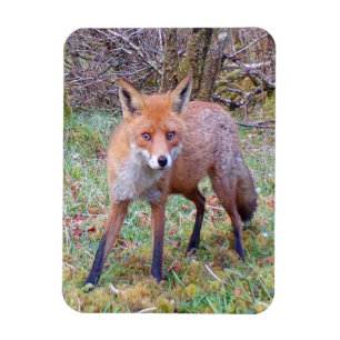 Magnet Flexible Portrait adorable d'un renard roux, Art de la natu