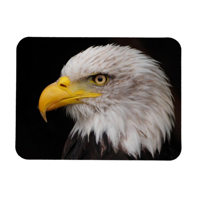 Magnet Flexible Portrait d'aigle (Horizontal)