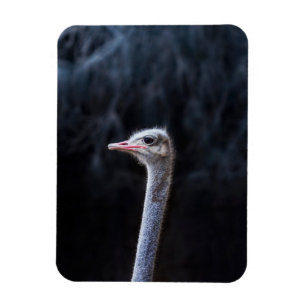 Magnet Flexible portrait d'autruche