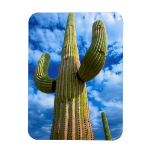 Magnet Flexible Portrait de cactus saguaro, Arizona