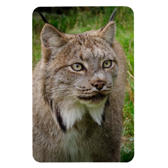 Magnet Flexible Portrait de chat sauvage (Vertical)