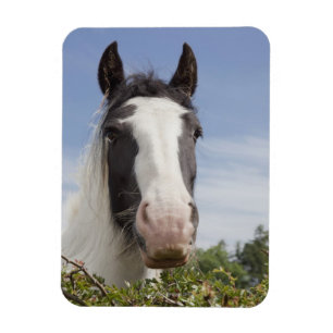 Magnet Flexible Portrait de cheval de Clydesdale