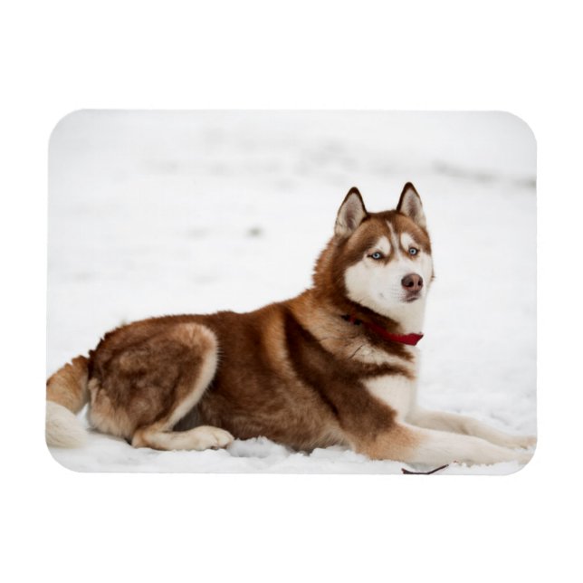 Magnet Flexible Portrait de Cute Sibérien Husky (Horizontal)