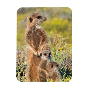Magnet Flexible Portrait de famille de suricates