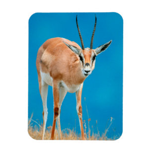 Magnet Flexible Portrait de femelle de gazelle de Grant (Gazella G