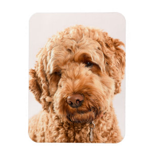 Magnet Flexible Portrait de Goldendoodle Studio