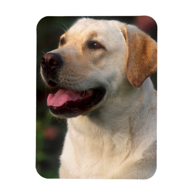 Magnet Flexible Portrait De Labrador Retriever, Hilton (Vertical)