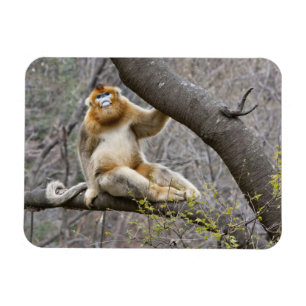 Magnet Flexible Portrait de singe doré mâle dans un arbre