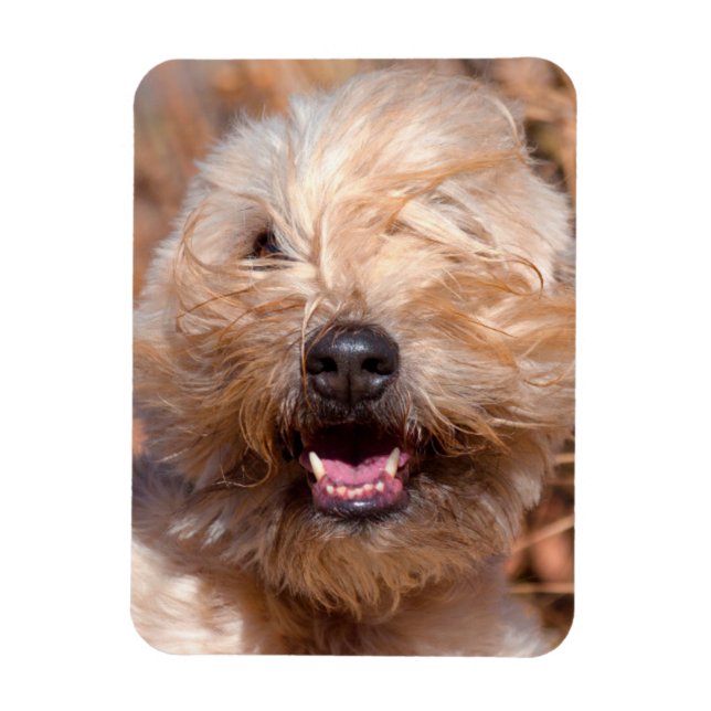 Magnet Flexible Portrait de Terrier roux à revêtement souple (Vertical)