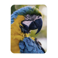 Portrait du profil de la perroquet macaw