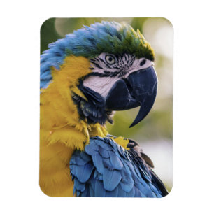 Magnet Flexible Portrait du profil de la perroquet macaw