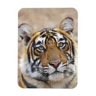 Magnet Flexible Portrait du tigre royal du Bengale, Ranthambhor